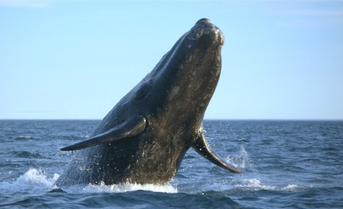 Tourism in Fraser Coast increases thanks to superb whale watching season